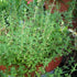Fresh English thyme herb plant from Hudson Valley Seed Co. with green leaves and woody stems, ideal for culinary use.