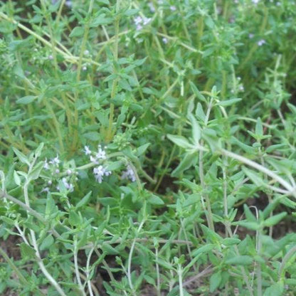 Fresh English thyme herb from Hudson Valley Seed Co., showing green sprigs with tiny leaves on thin woody stems.