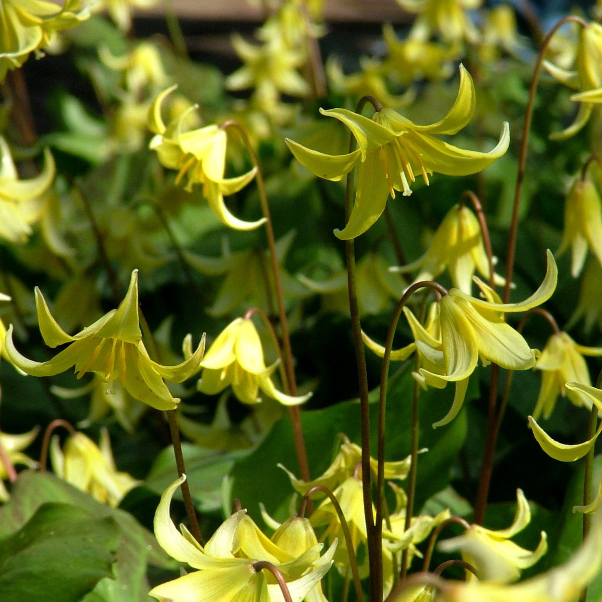 Bright yellow Erythronium californicum &