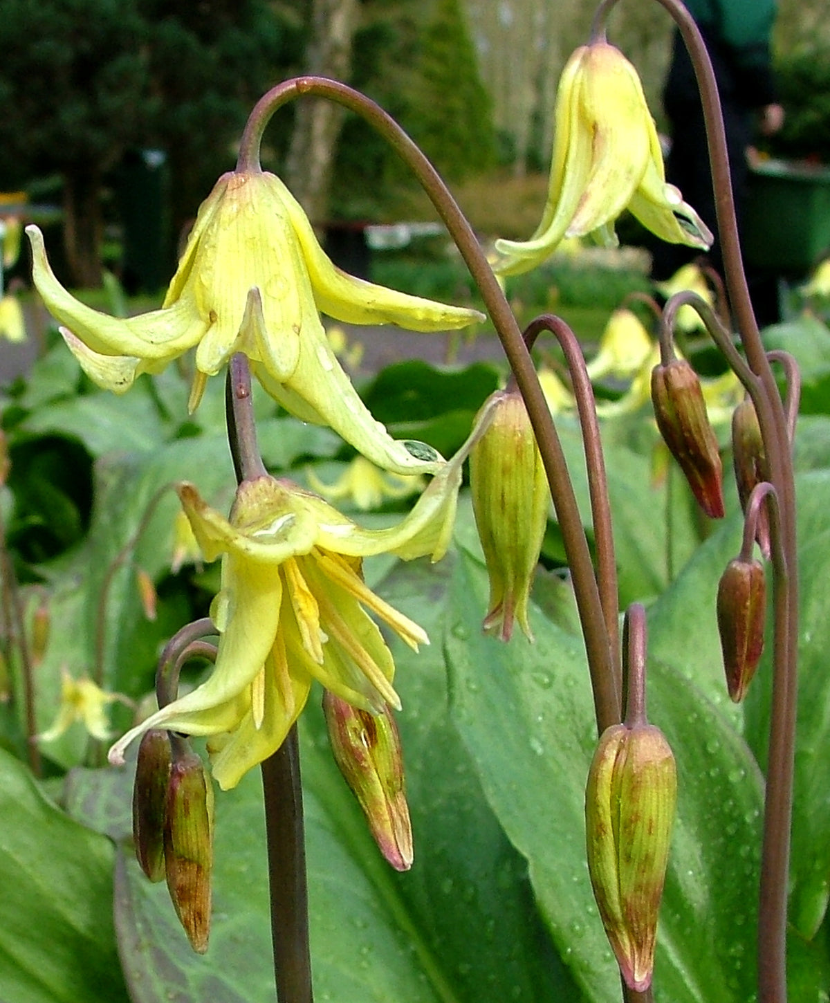 Close-up of Erythronium californicum &