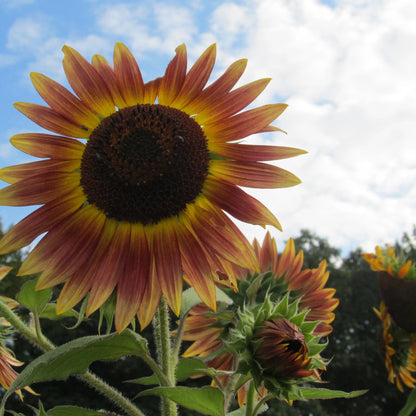 Bright yellow Evening Sun sunflower flower from Hudson Valley Seed Co. with large petals and dark center.