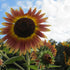 Bright yellow Evening Sun sunflower flower from Hudson Valley Seed Co. with large petals and dark center.