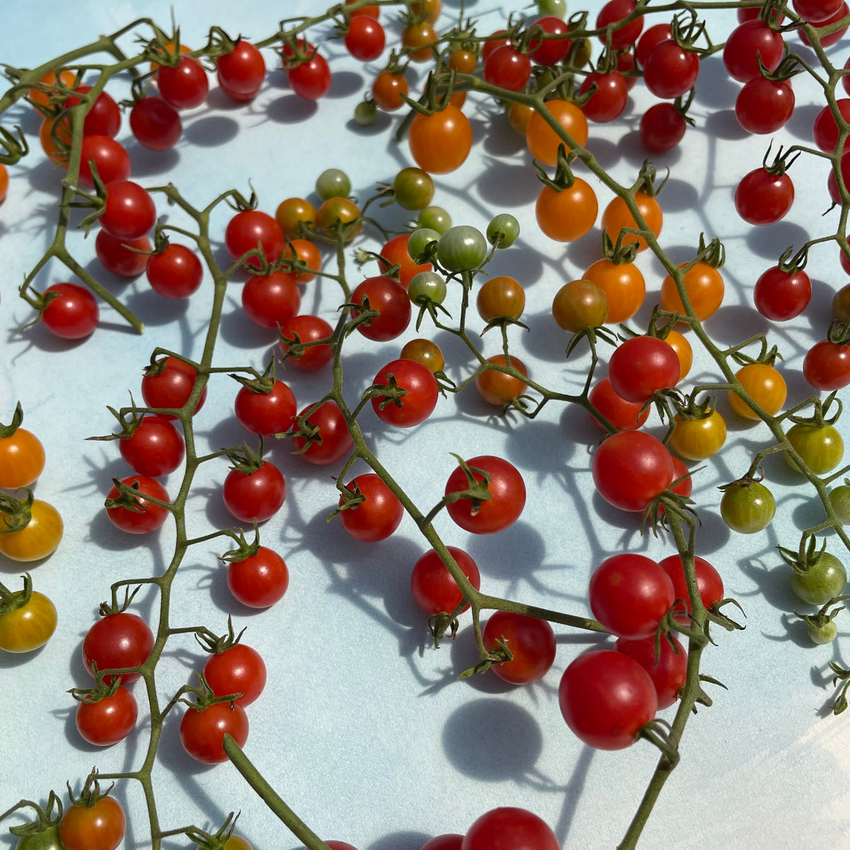 Fresh Sweet Pea Currant Tomatoes, small vibrant red vegetables on the vine, ideal for salads and snacking.