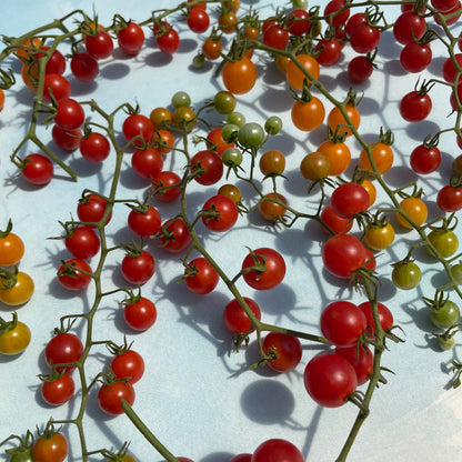 Fresh Sweet Pea Currant Tomatoes, small vibrant red vegetables on the vine, ideal for salads and snacking.