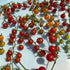 Fresh Sweet Pea Currant Tomatoes, small vibrant red vegetables on the vine, ideal for salads and snacking.
