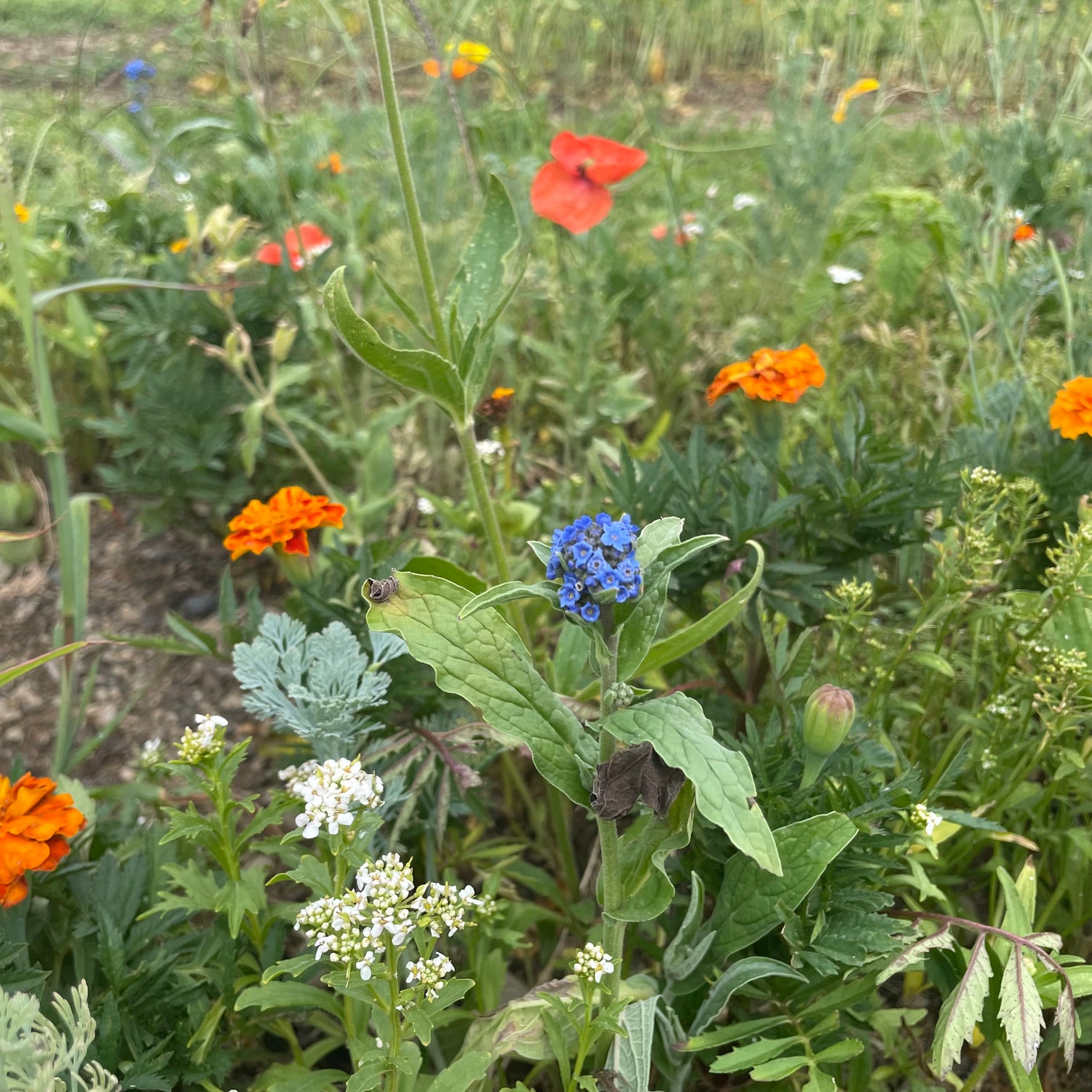 Colorscape Meadow Mix Seed Shaker