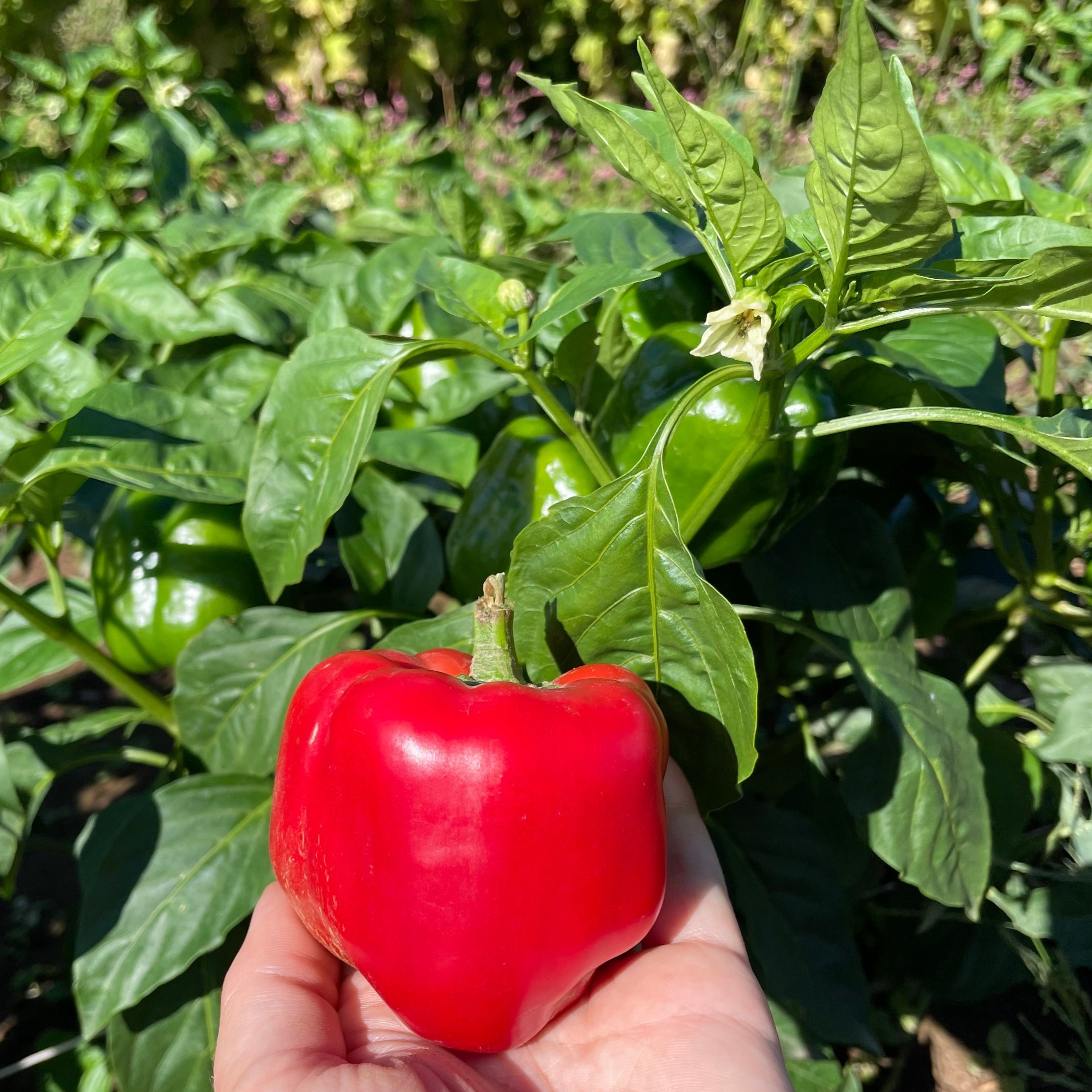 Fresh King of the North pepper vegetable from Hudson Valley Seed Co., showcasing vibrant green and red peppers on the plant.
