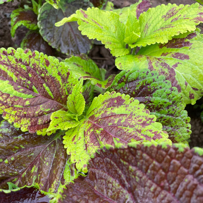Colorful Rainbow Mix Coleus flowers with vibrant foliage, from Hudson Valley Seed Co., displayed in a garden setting.