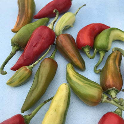 Fresh Fish Hot Pepper vegetable from Hudson Valley Seed Co., vibrant red and green peppers displayed on a vendor stand.