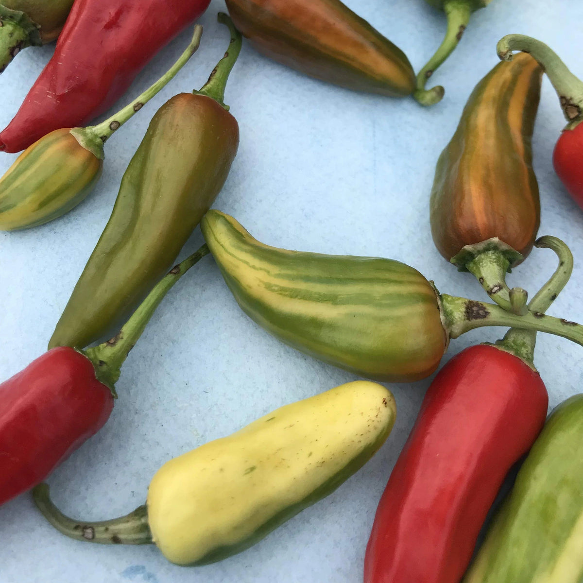Fresh Fish Hot Pepper vegetable from Hudson Valley Seed Co., vibrant red and green peppers displayed on a market stand.