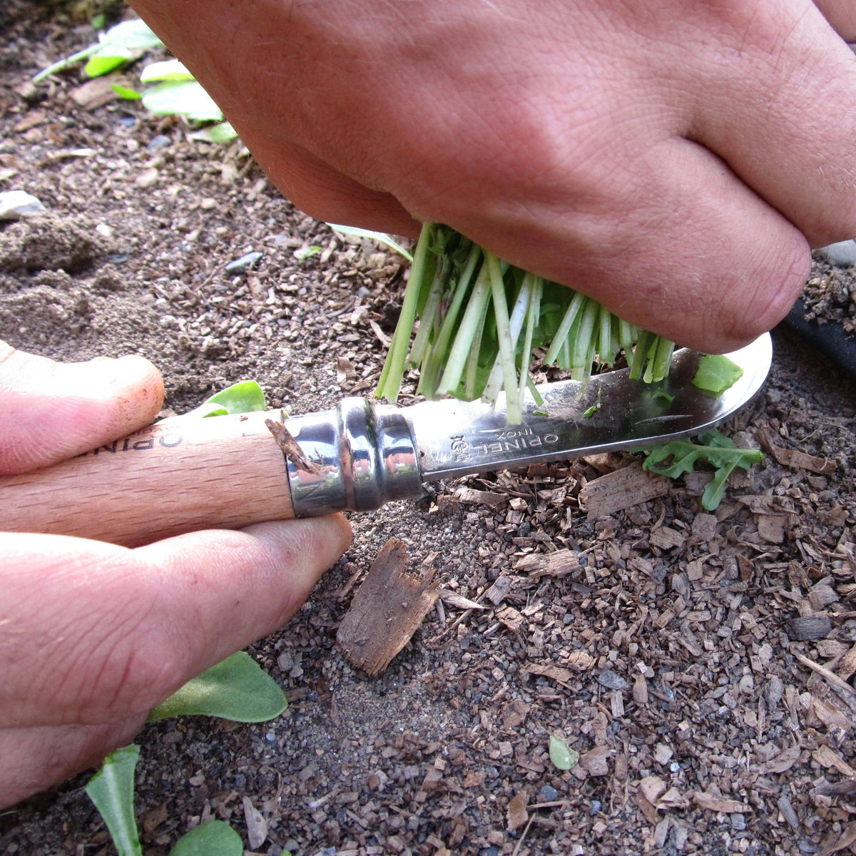 Opinel folding harvest knife with wooden handle and stainless steel blade, compact gardening and harvest tool.