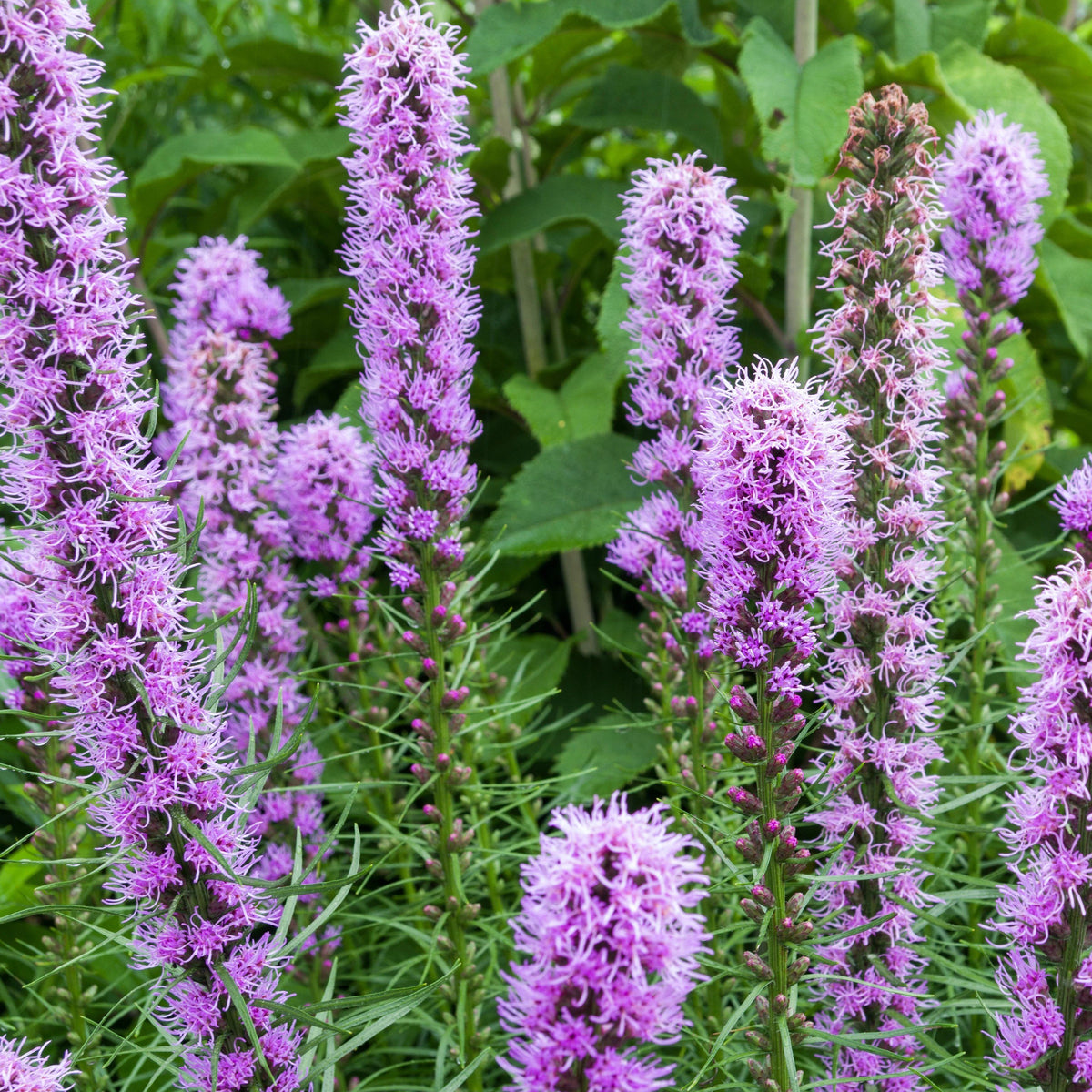 Assorted colorful flowers from the For the Birds Flower Mix by Hudson Valley Seed Co. arranged for planting or display.