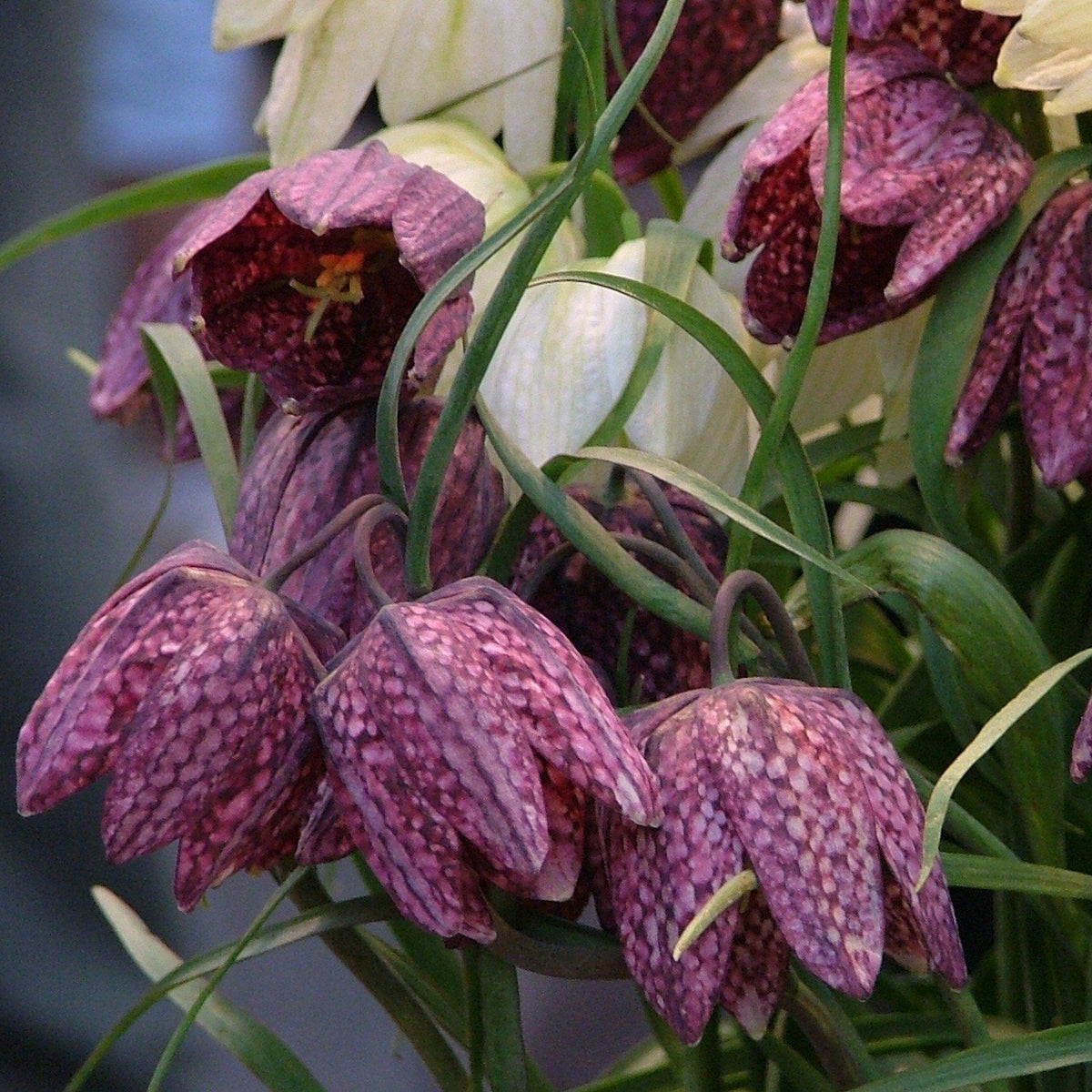 A colorful mixture of Fritillaria meleagris flowers with bell-shaped blooms in purple and white, grown by Hudson Valley Seed Co.
