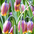Fritillaria uva-vulpis flowers with bell-shaped, checkered purple and green petals, cultivated by Hudson Valley Seed Co.