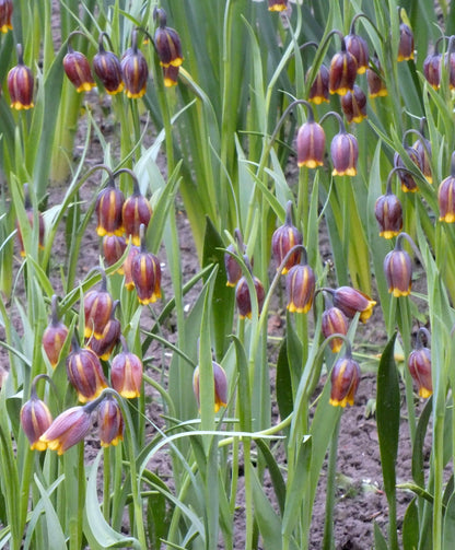 Fritillaria uva-vulpis flowers with bell-shaped purple and green petals, shown in a natural garden setting.