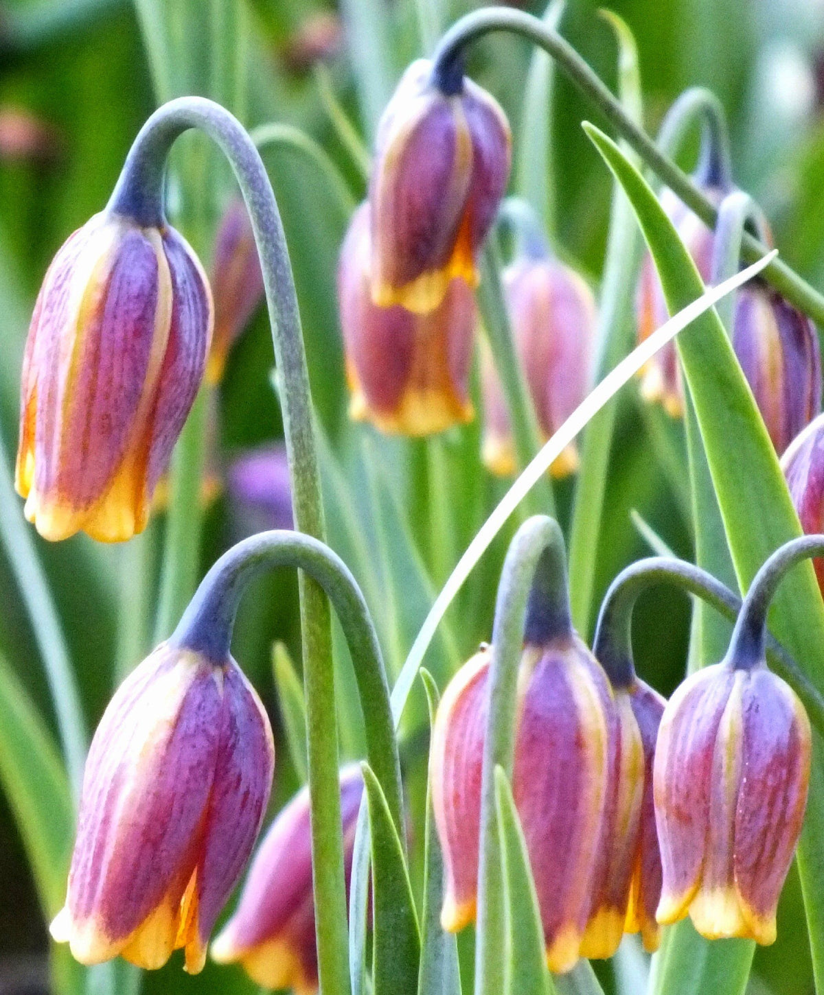Close-up of Fritillaria uva-vulpis flowers, showing bell-shaped blossoms with checkered purple and green patterns, from Hudson Valley Seed Co.