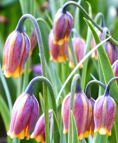 Close-up of Fritillaria uva-vulpis flowers, showing bell-shaped blossoms with checkered purple and green patterns, from Hudson Valley Seed Co.