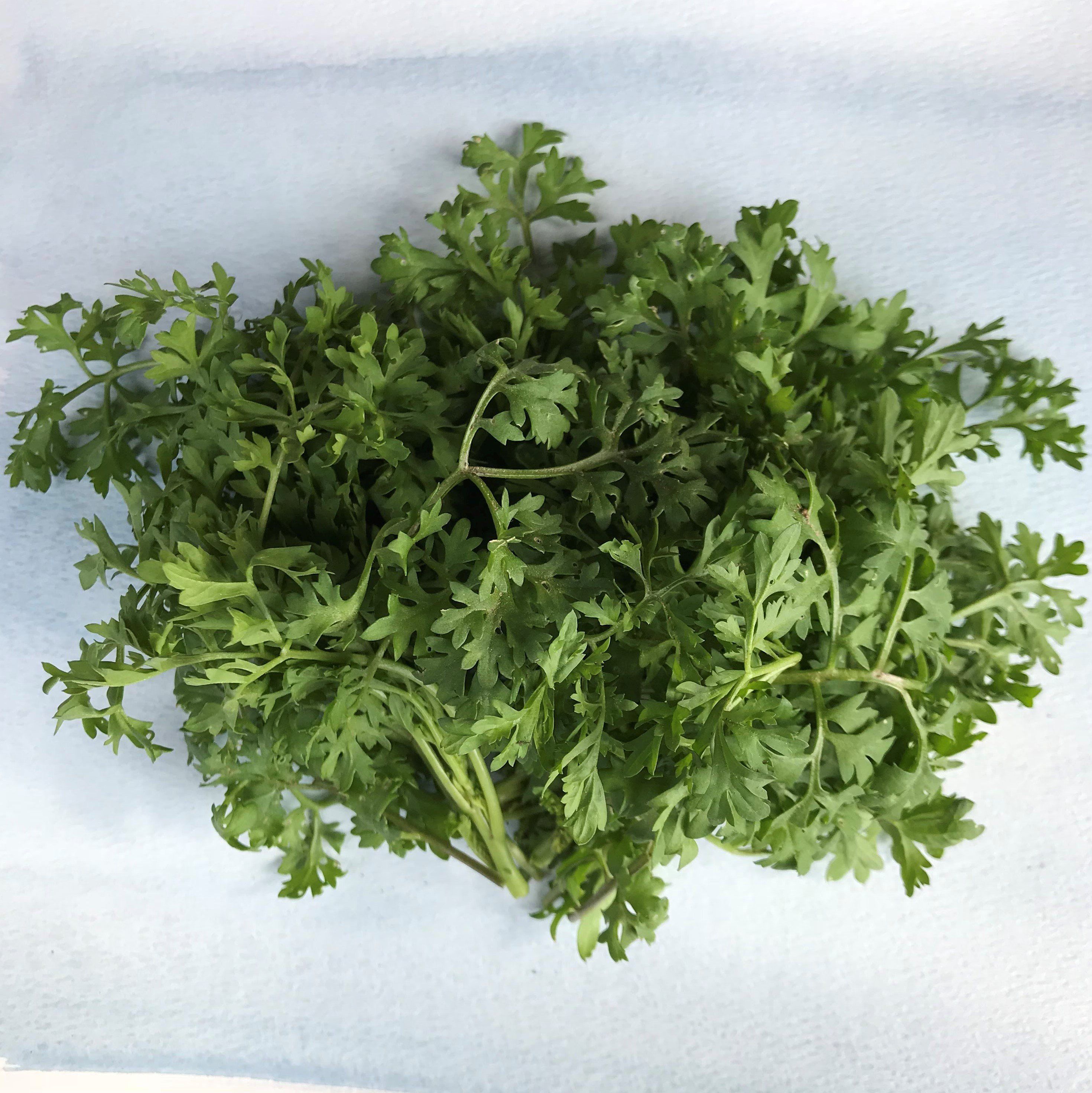 Fresh garden cress vegetables from Hudson Valley Seed Co., vibrant green sprigs on a rustic background.