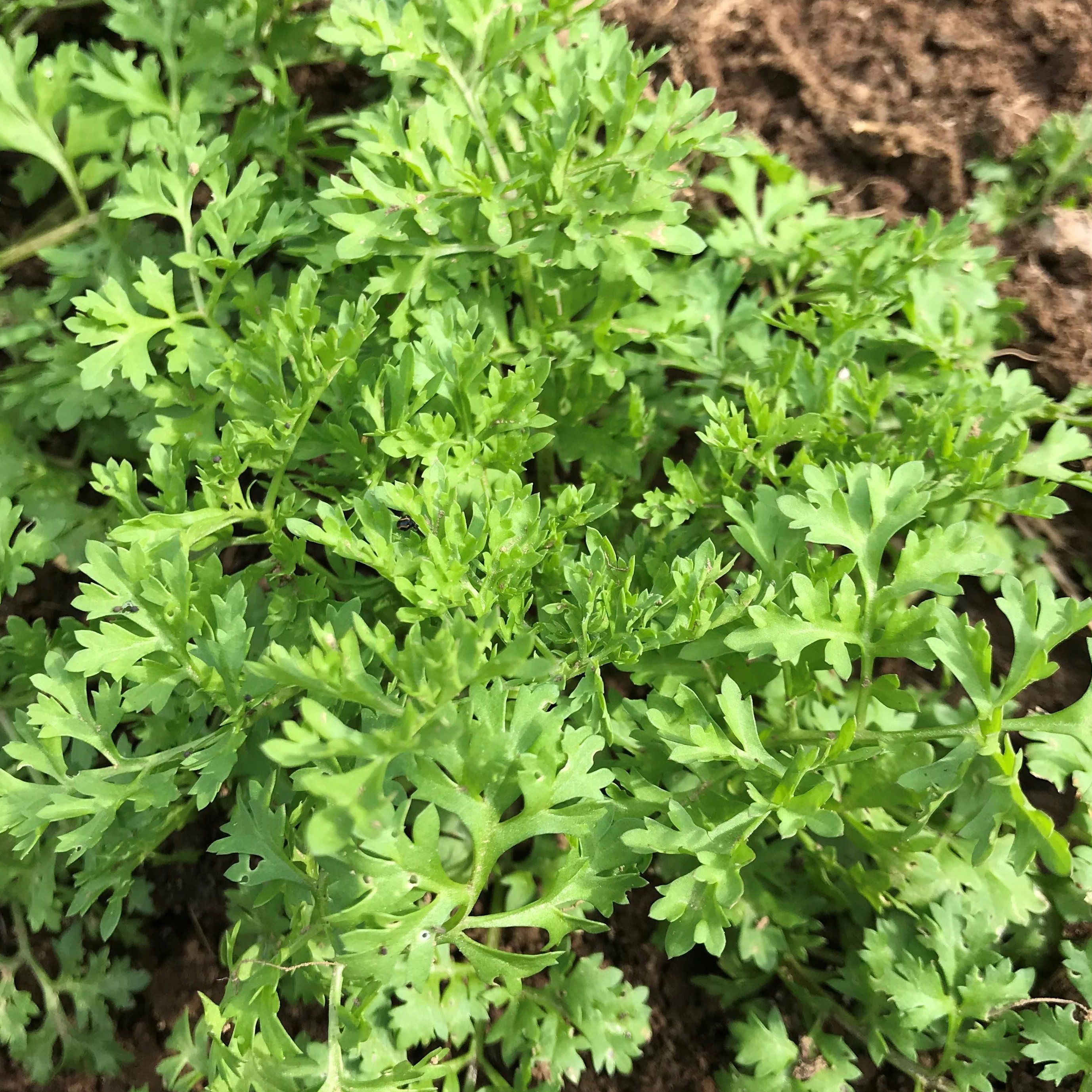 Fresh garden cress vegetable plants from Hudson Valley Seed Co. with vibrant green leaves ready for planting.