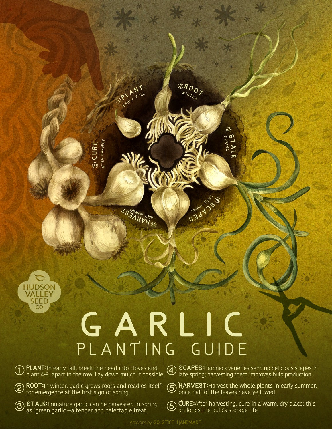 Fine art garlic planting guide poster by Hudson Valley Seed Co. showing garlic planting tips and illustrations.