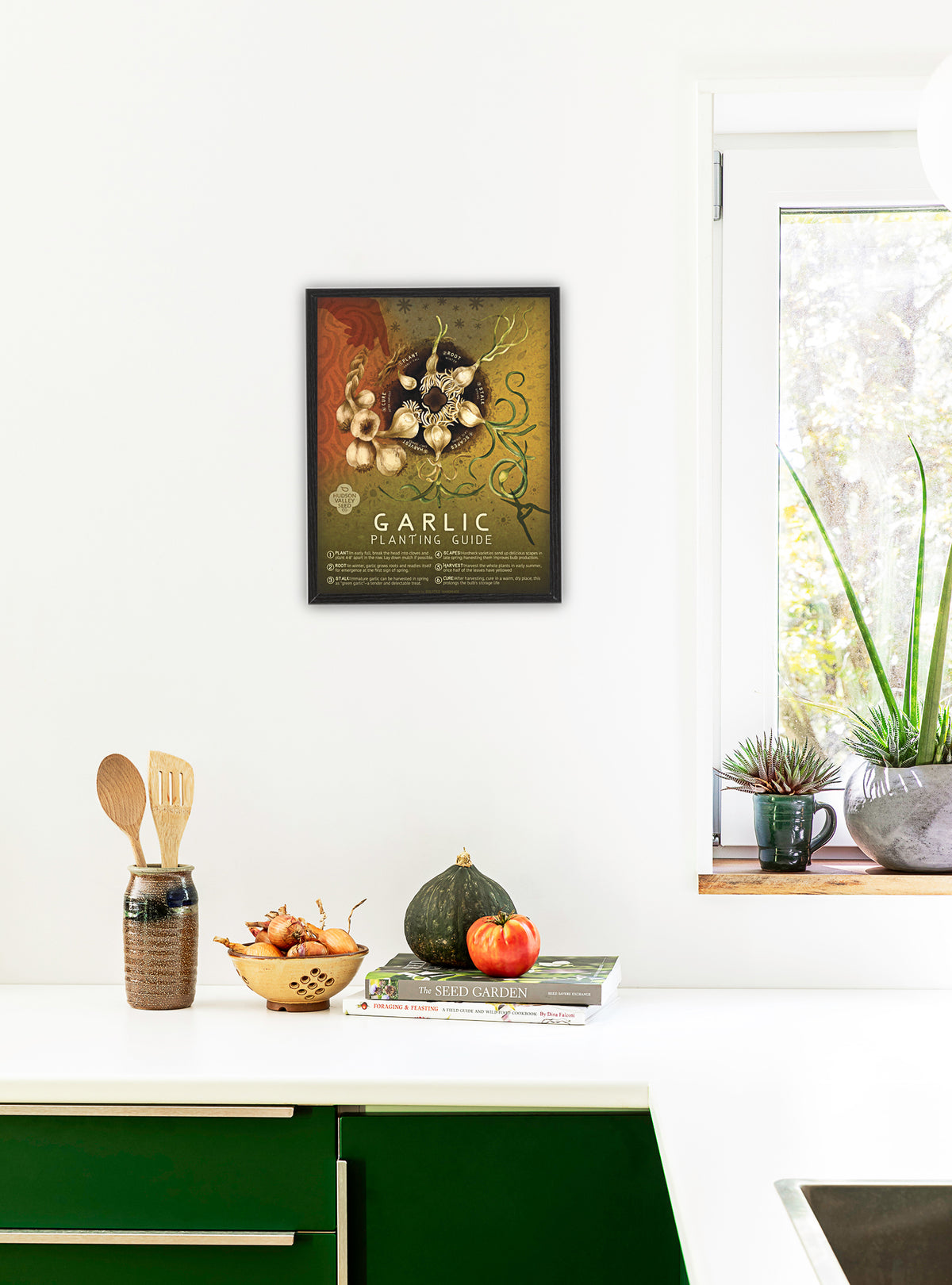 Fine art garlic planting guide poster by Hudson Valley Seed Co. featuring detailed illustrations of garlic bulbs and planting tips.