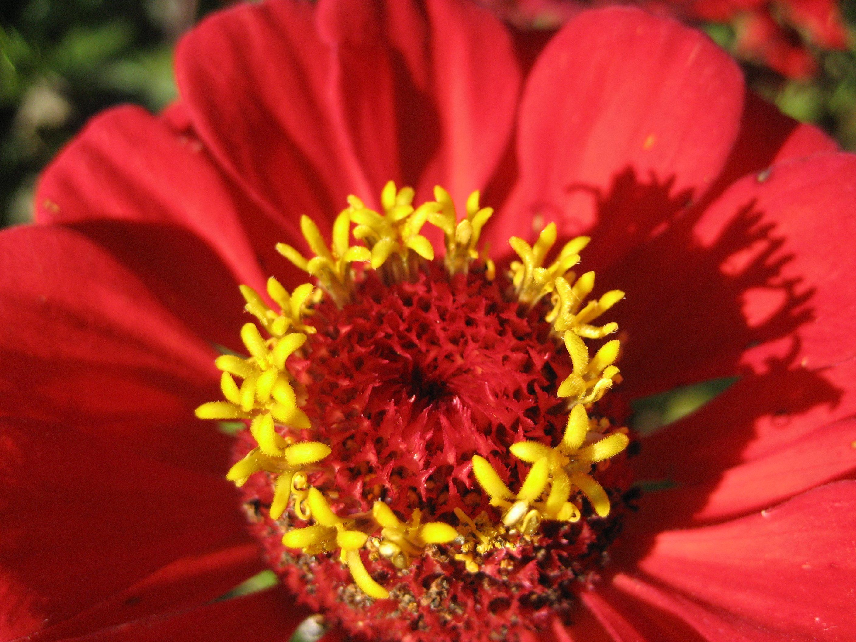 Vibrant Zinnia flowers in a gift arrangement from Hudson Valley Seed Co., showcasing bright orange and pink blooms.