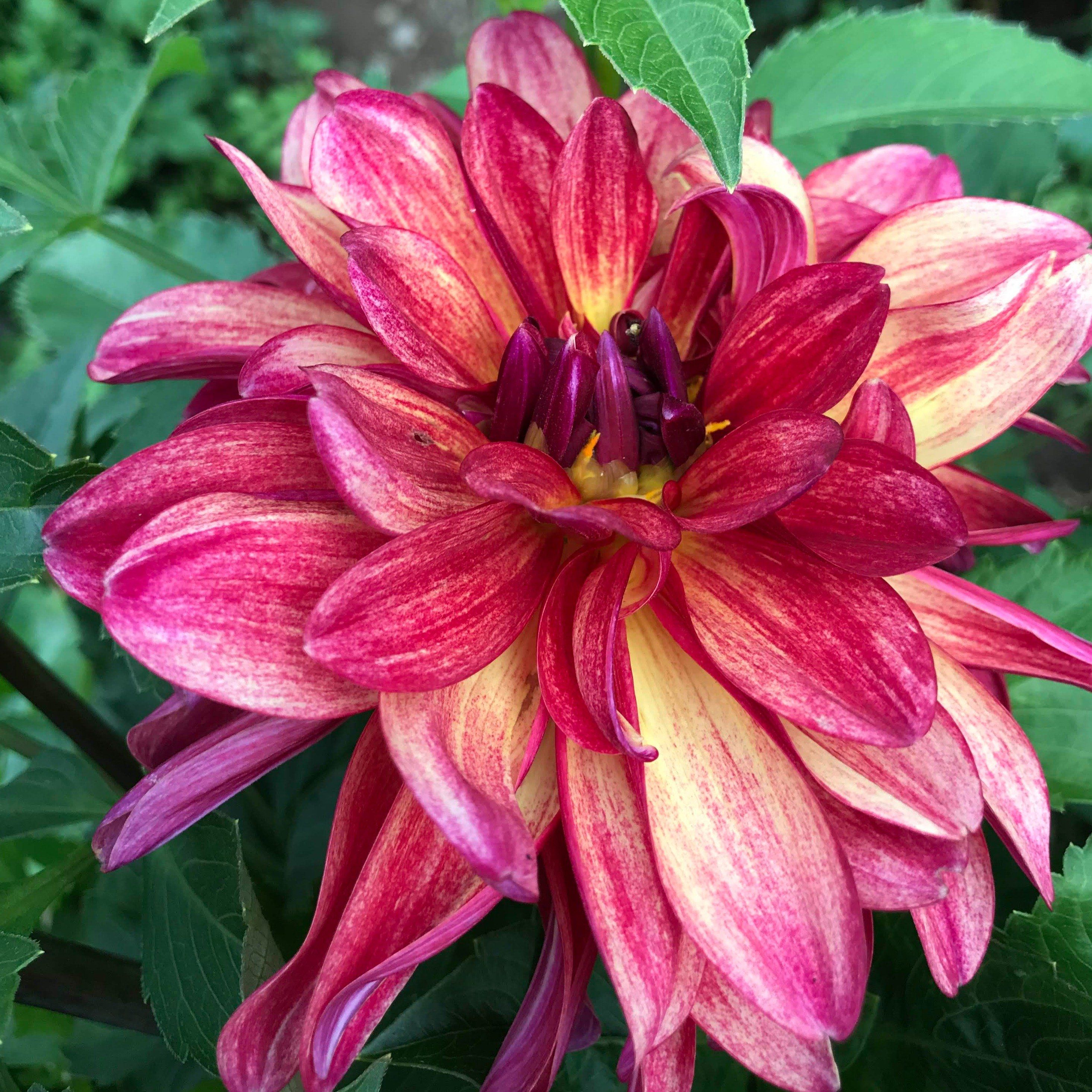 Gitts Crazy Dahlia flower tuber from Hudson Valley Seed Co, showcasing vibrant, colorful dahlia blossoms and tuber details.