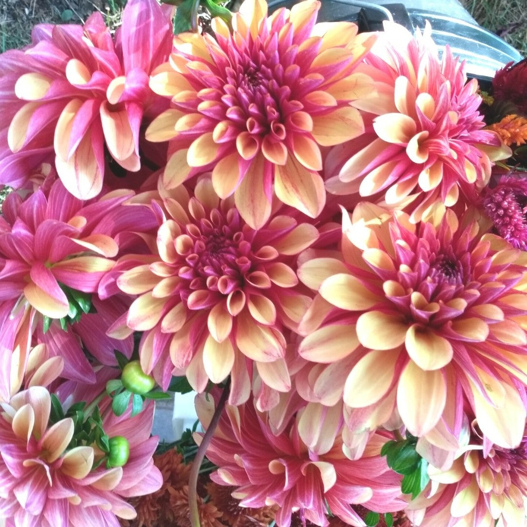 Gitts Crazy Dahlia tuber from Hudson Valley Seed Co. showing vibrant, large dahlia flower with colorful petals in full bloom