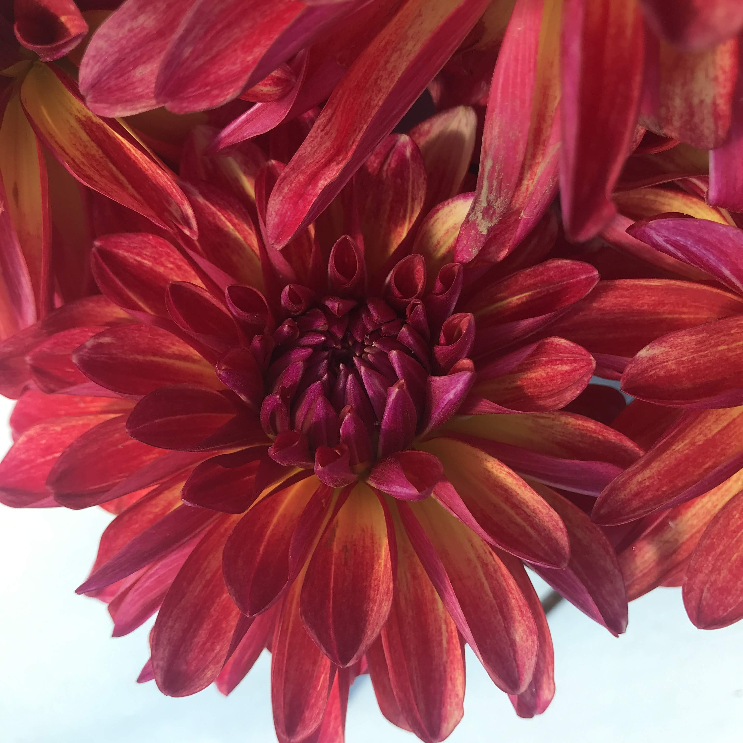 Gitts Crazy Dahlia tuber from Hudson Valley Seed Co, featuring vibrant, decorative flower tuber for planting and garden display.