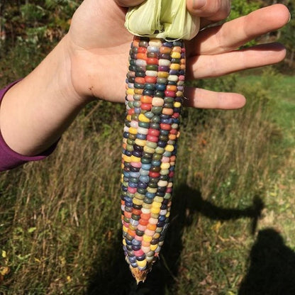 Vibrant glass gem corn with multicolored kernels displayed on a farm stand, grown by Hudson Valley Seed Co.