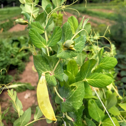 Golden Sweet Snow Pea from Hudson Valley Seed Co. displayed with vibrant yellow pods and fresh green leaves.