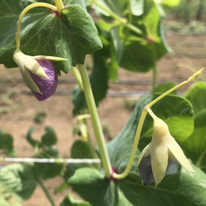 Golden sweet snow peas from Hudson Valley Seed Co. displayed in a vegetable vendor setting, showcasing fresh, vibrant pea pods.
