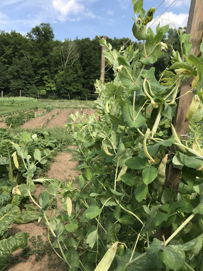 Golden Sweet Snow Pea vegetable from Hudson Valley Seed Co. displayed in a natural setting, showcasing vibrant yellow-green pods.