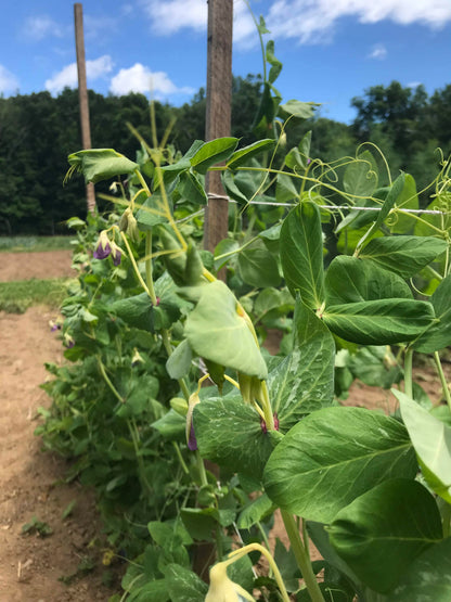 Golden Sweet Snow Pea vegetable from Hudson Valley Seed Co., fresh green pod with tender, sweet pea inside.