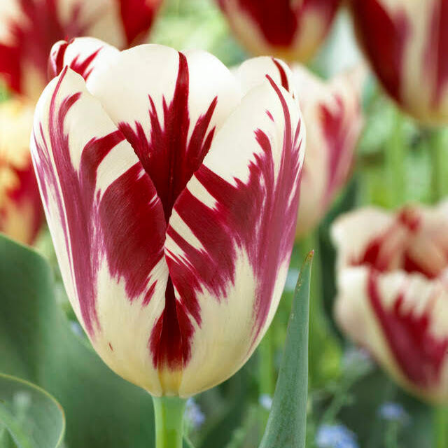 Close-up of vibrant Tulip &