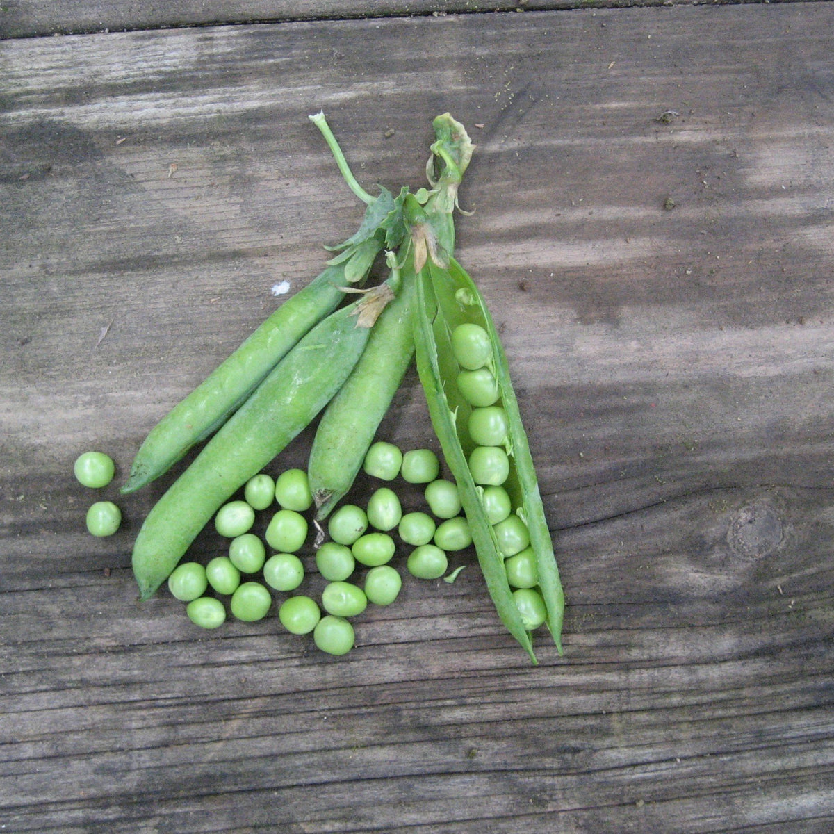 Green Arrow Shell Pea vegetable from Hudson Valley Seed Co., fresh green peas in a pod.