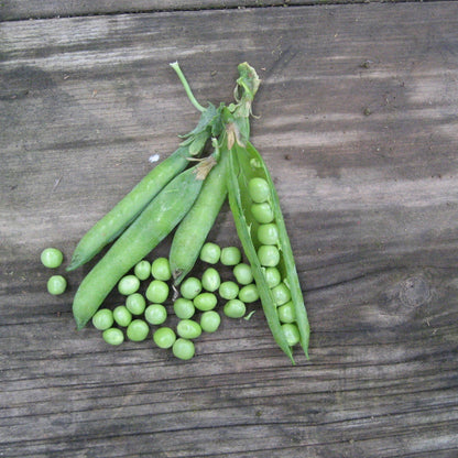 Green Arrow Shell Pea vegetable from Hudson Valley Seed Co., fresh green peas in a pod.