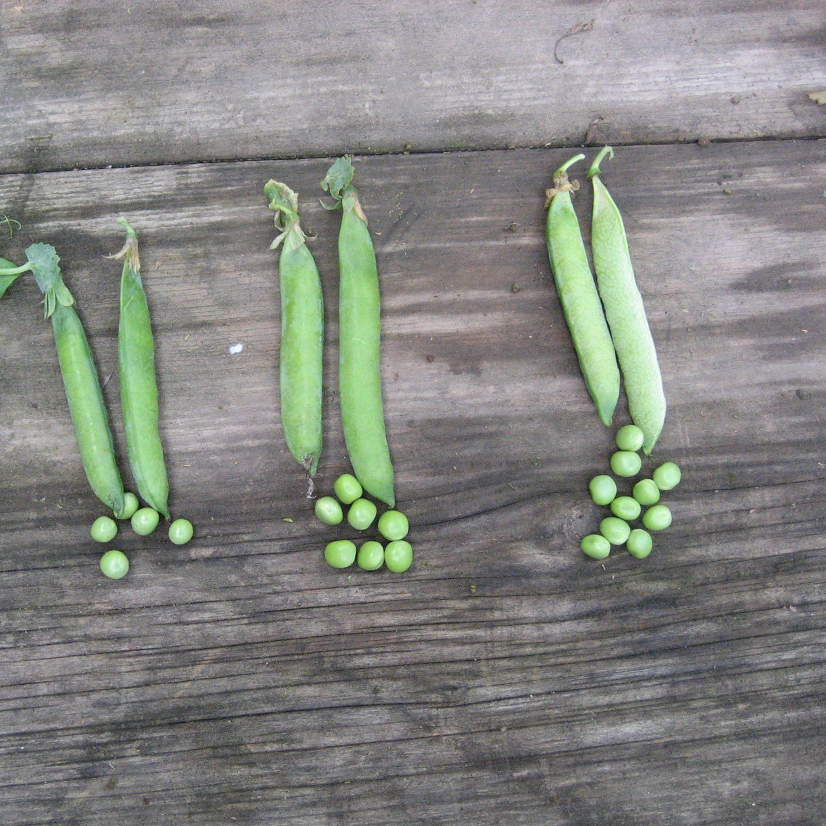 Fresh Green Arrow Shell Pea from Hudson Valley Seed Co., showcasing vibrant green pods and lush foliage.