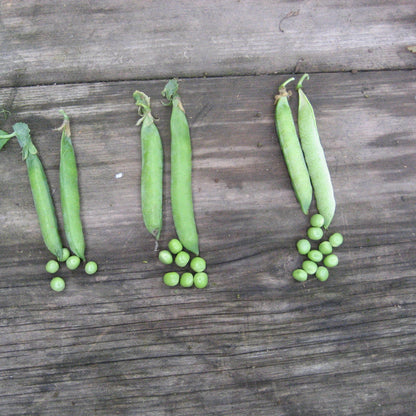 Fresh Green Arrow Shell Pea from Hudson Valley Seed Co., showcasing vibrant green pods and lush foliage.