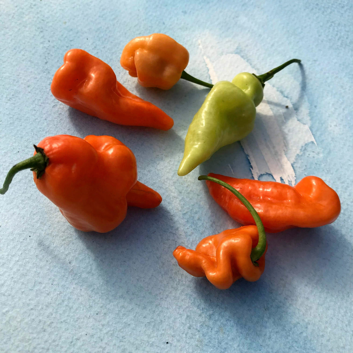 Bright orange Habanada pepper from Hudson Valley Seed Co. showcases its smooth, elongated vegetable shape on a rustic background.