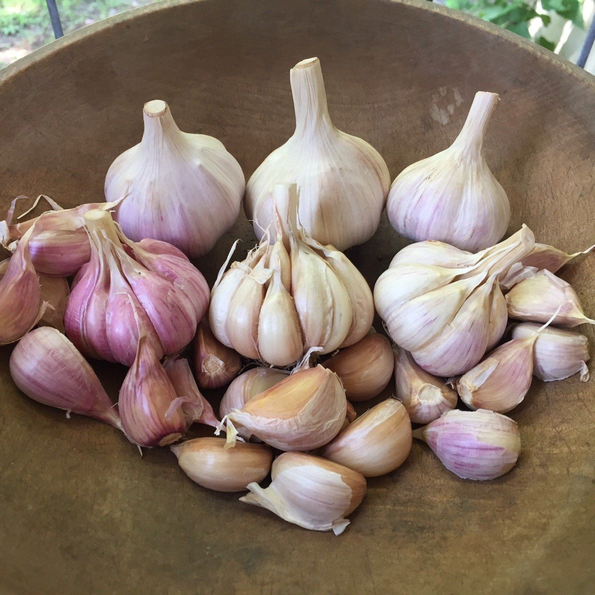 Assorted hardneck garlic bulbs in a variety pack from Hudson Valley Seed Co., showcasing different garlic varieties on a white background.