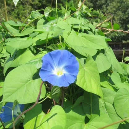 Heavenly Blue Morning Glory flower from Hudson Valley Seed Co., showcasing vibrant blue petals and lush green leaves.