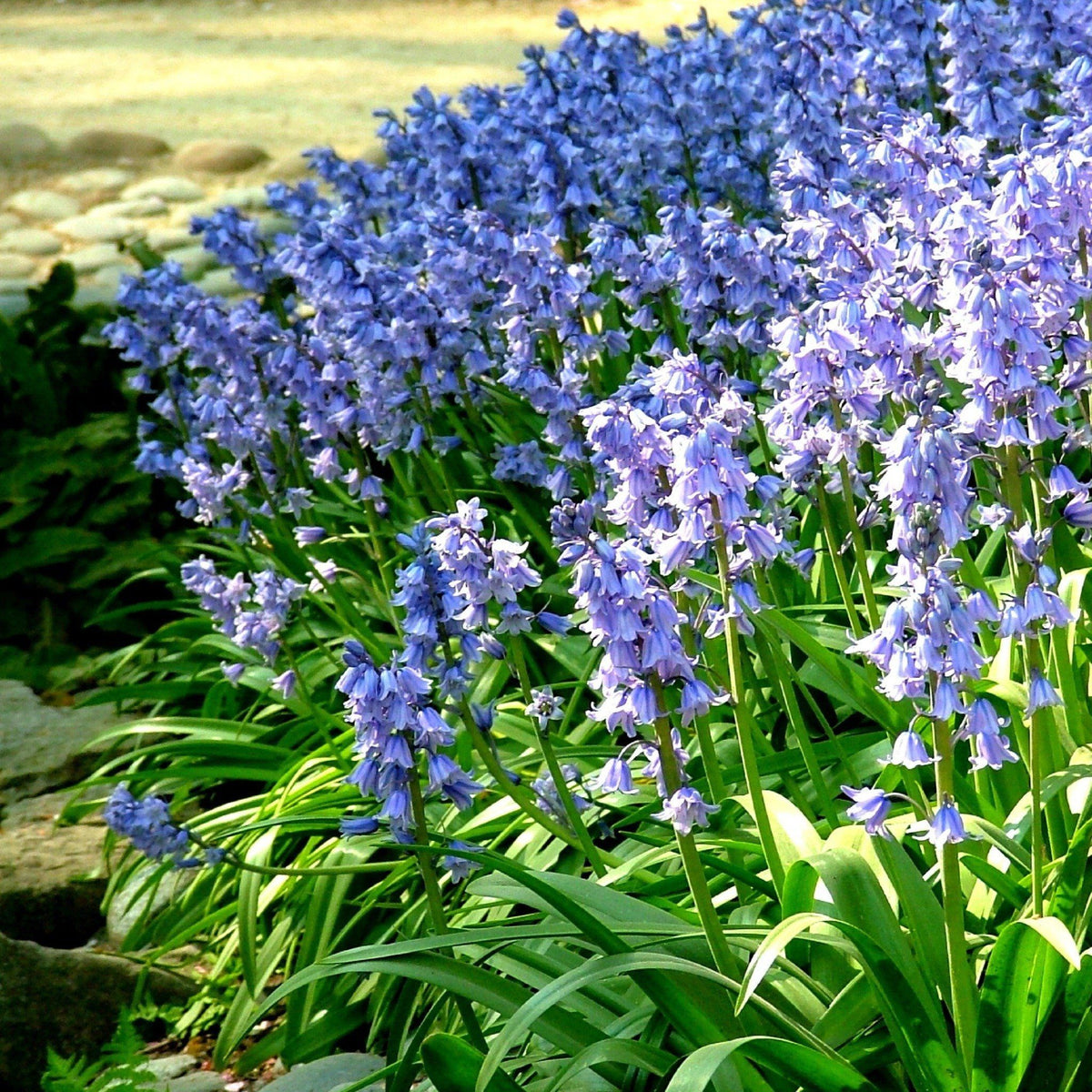 Blue Hyacinthoides hispanica &