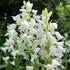 White Hyacinthoides hispanica &
