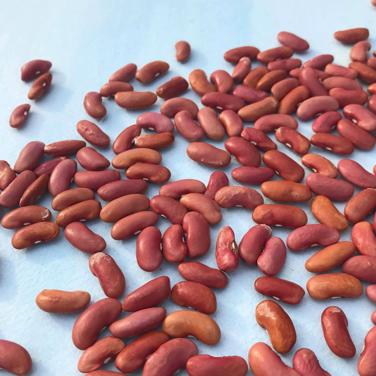 Light red kidney bush bean, fresh vegetables from Hudson Valley Seed Co., showing vibrant red beans in a natural setting.