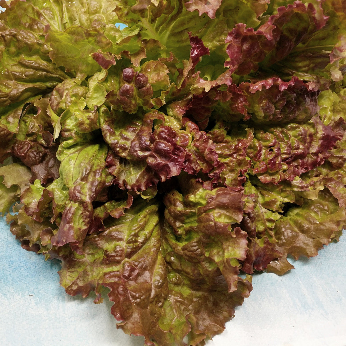 Fresh Prizehead lettuce vegetable from Hudson Valley Seed Co., vibrant green leaves with a crisp, leafy appearance.