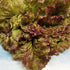 Fresh Prizehead lettuce vegetable from Hudson Valley Seed Co., vibrant green leaves with a crisp, leafy appearance.