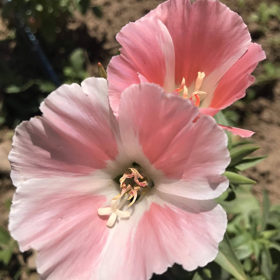 Salmon Queen Godetia flower from Hudson Valley Seed Co. with vibrant salmon-colored petals and lush green foliage.