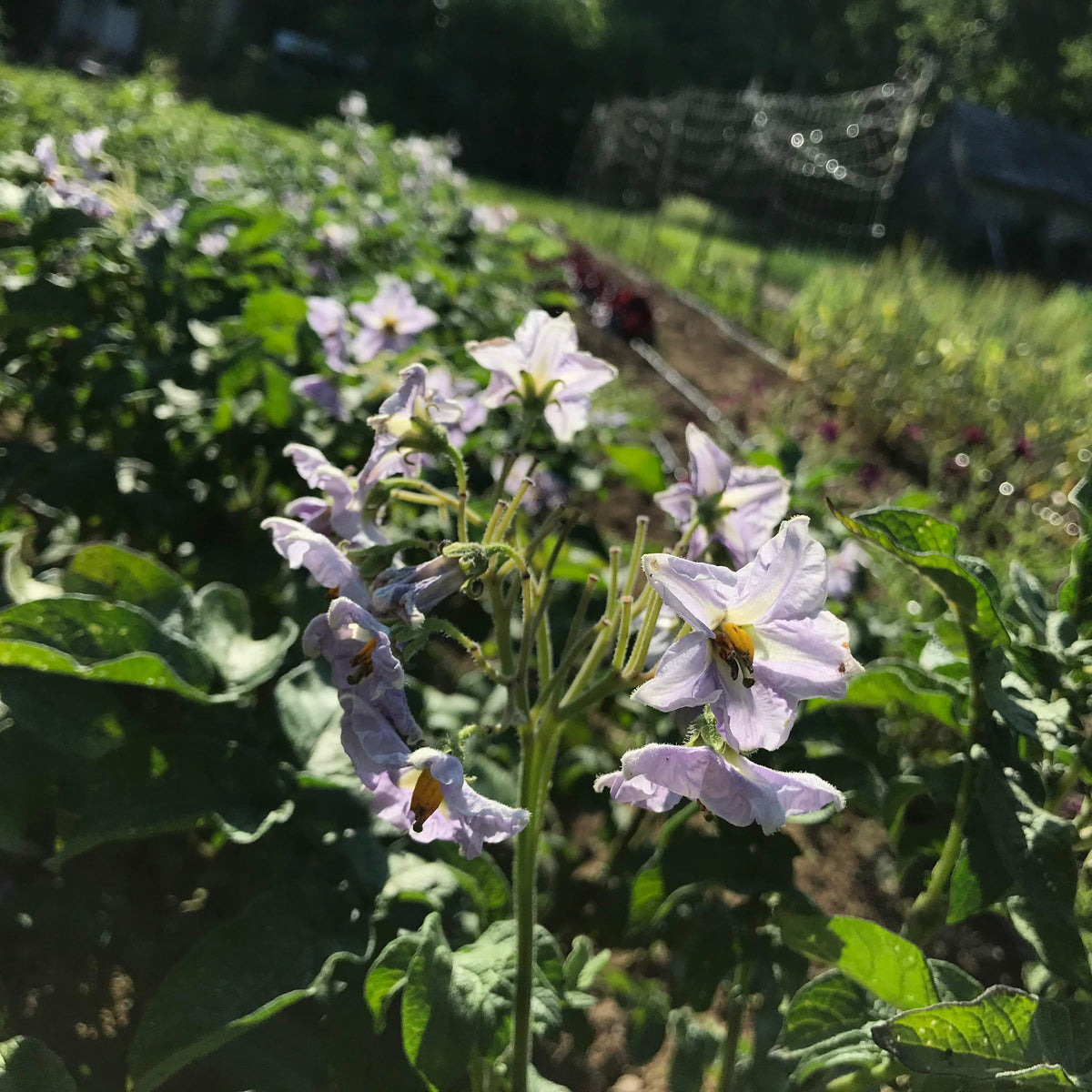 Huckleberry Gold potato from Hudson Valley Seed Co., fresh and vibrant yellow-skinned vegetable with purple markings.