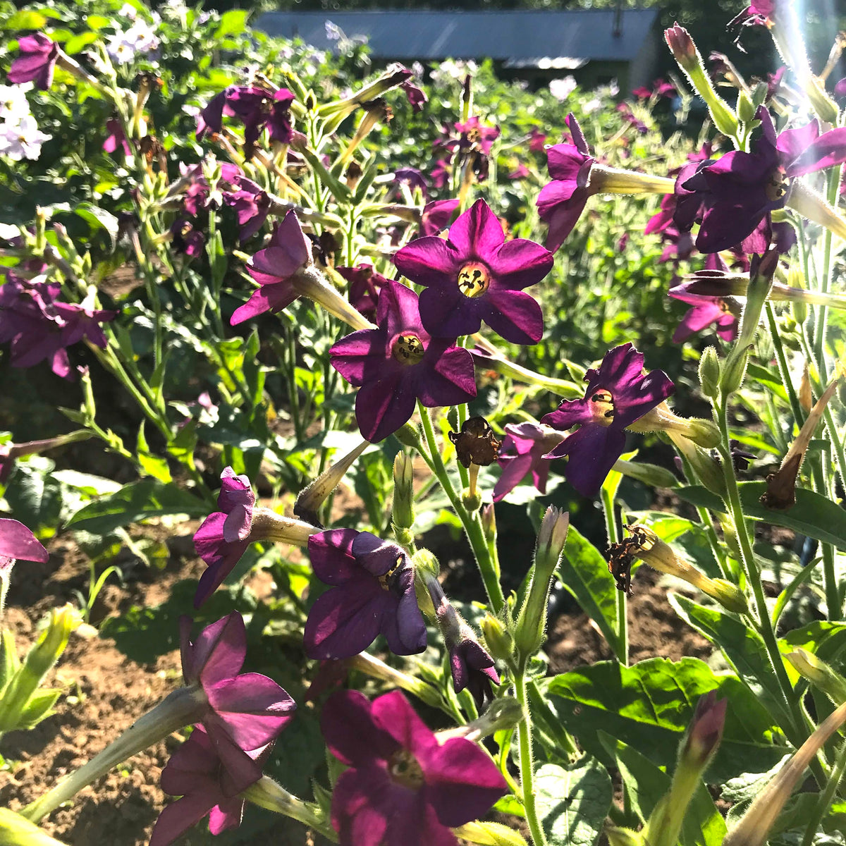 Purple Nicotiana flower seedlings from Hudson Valley Seed Co. with vibrant purple blooms and green foliage.